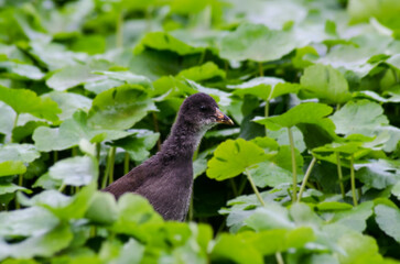 A juvenile moorhen peers through invasive floating pennywort on the River Lea — a striking image of British wildlife amid a growing environmental threat.