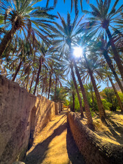 A small path leads through the oasis of Al Ula, surrounded by date palms.