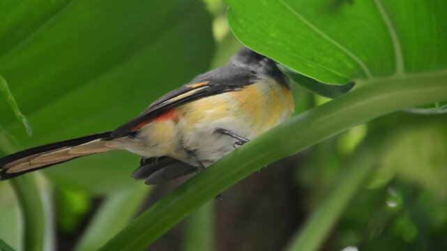 Small Minivet bird (Pericrocotus cinnamomeus) captured in its natural habitat. This colorful and active songbird, also called Burung Mantenan in Indonesia, is known for its striking appearance and cle