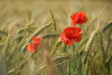 Klatschmohn in einem Getreidefeld