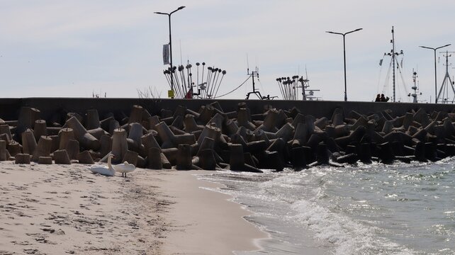 Two swans rest on the shore near a sea breakwater made of tetrapods. Fishing boats and equipment are visible in the background, creating a contrast between nature and industry.