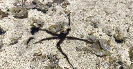 A black brittle star with long tentacles, or brittle starfish, lies on the bottom of a coral reef in clear water near the shore. Diversity of the underwater world