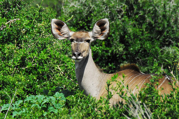 Africa- Wildlife- Close Up of a Wild Young Kudu Antelope Looking at The Camera From a Thicket
