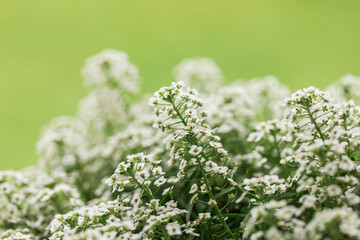 closeup of sweet white alyssum flower plant on green background
