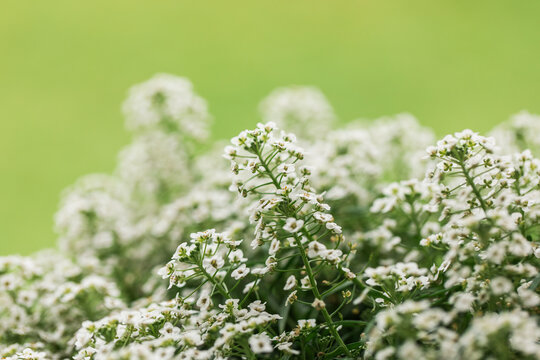 closeup of sweet white alyssum flower plant on green background