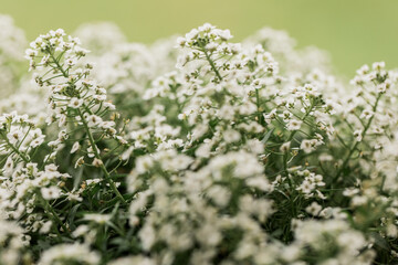 Closeup of a beautiful white sweet alyssum flower plant