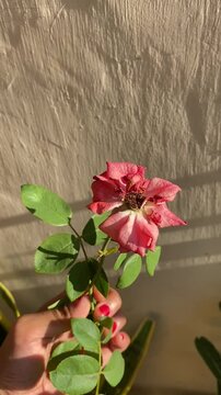 A hand holding a rose in the sun on a cozy afternoon in front of the house