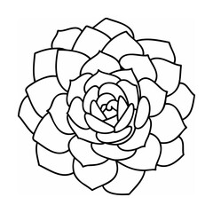 Obraz premium Black Line Drawing Succulent Echeveria Flower Top View