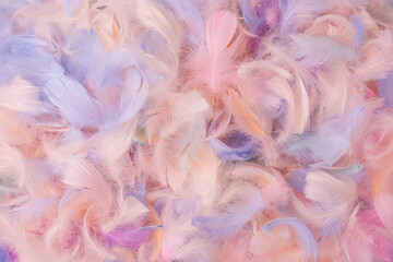 Colorful feather background, top view.