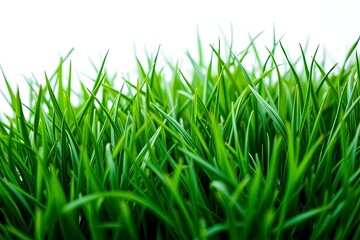 Obraz premium Green grass blades form a dense cluster against a white background