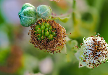 The marvelous world of blooming plants in the spring in Switzerland