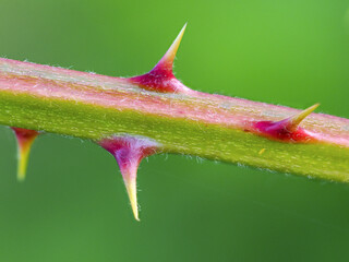 Closeup view of the thorns of a wild plant growing on the shores of the Zurich Lake, Switzerland