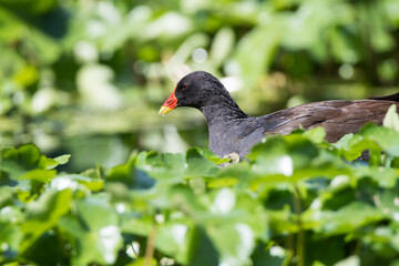 An adult moorhen navigates dense mats of invasive floating pennywort on the River Lea — a vivid snapshot of wildlife adapting to habitat pressure.