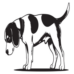 Black and white beagle dog standing isolated on white background