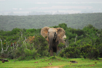 Africa-  Wildlife- Close Up of a Wild Elephant Emerging From a Flowering Thicket