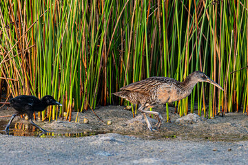 Clapper rail and chick