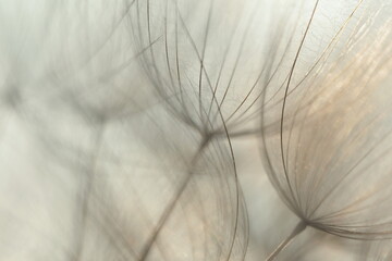 Schirmchen des Wiesenbocks-Bart abstrakt dargestellt