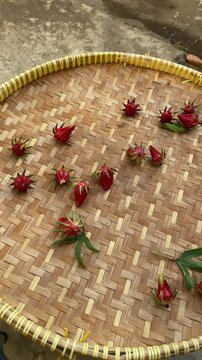 Close up footage of Red Roselle flower (Jamaica sorrel, Rozelle or hibiscus sabdariffa). Concept for Herbal drinks and Alternative medicine. Drying roselle in the sun