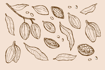 Hand-drawn cocoa beans and leaves sketch set for chocolate designs.