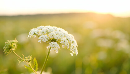 Beautiful White Flower with Sunlight in a Blissful Meadow Scene