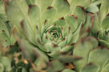 close up of a green succulent plant