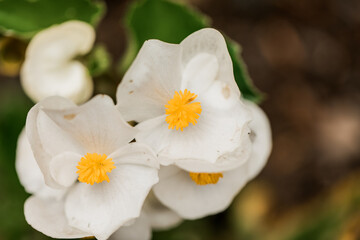 bright beautiful white Fibrous-rooted begonias also known as wax begonia with a yellow center 