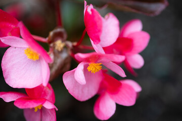 beautiful bright pink Fibrous-rooted begonias also known as wax begonia blooming in the summer in a garden