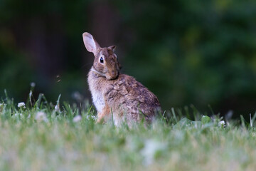 eastern cottontail (Sylvilagus floridanus) in summer © Mircea Costina