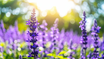 Obraz premium Vibrant Purple Flowers Blooms Under Sunlight in Nature Garden