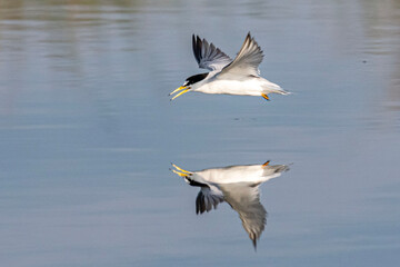 Least Tern 1
