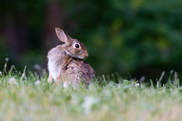 eastern cottontail (Sylvilagus floridanus) in summer