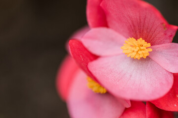 Beautiful Pink Fibrous-rooted begonias also known as wax begonia