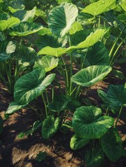 Obraz premium Fresh Chinese green taro plants thriving in a sunlit garden, showcasing vibrant foliage and healthy soil conditions.