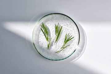 Three sprigs of rosemary in antioxidant serum in a petri dish.