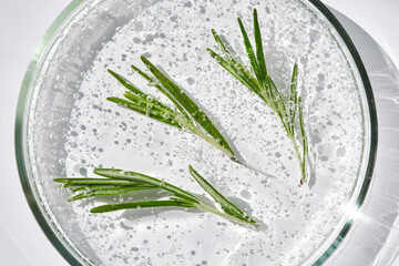 Three sprigs of rosemary in antioxidant serum in a petri dish.