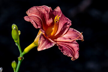 Lilly