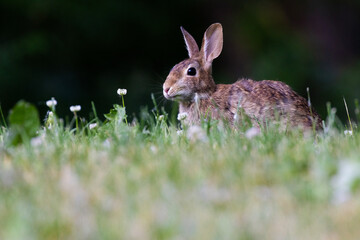 Fototapeta premium eastern cottontail (Sylvilagus floridanus) in summer
