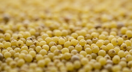 Macro Photography of Millet Grains: A Close-Up View of Golden Millet Seeds