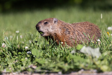 groundhog (Marmota monax), also known as the woodchuck