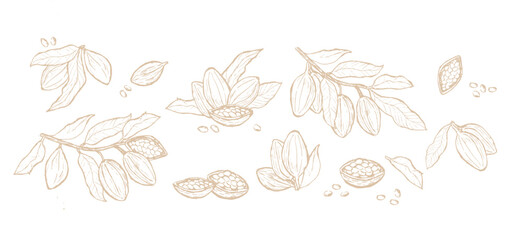 Collection of cocoa beans and leaves sketches for design and decor.
