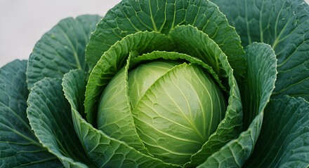 Obraz premium Cabbage in the garden.