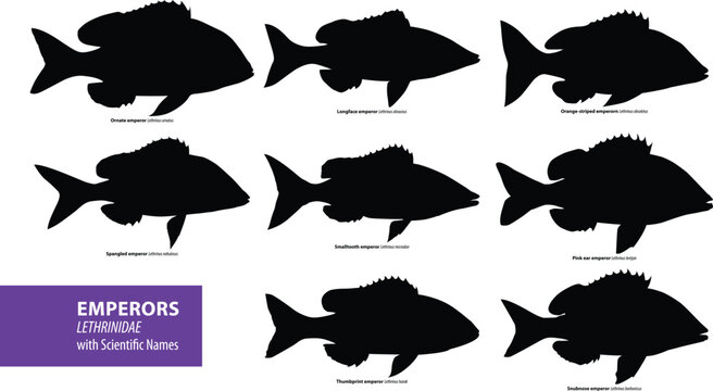 Lethrinidae Emperor Fish Silhouette Vector Collection with Scientific Names Lethrinidae Species Collection