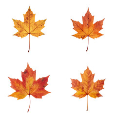 Fototapeta premium Set of four autumn maple leaves in various shades of orange 