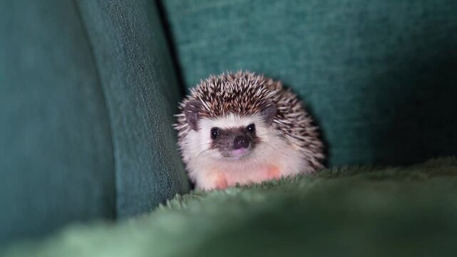 Hedgehog sitting on green textile sofa. Studio pet portrait. Home animal and exotic pet concept. Design for postcard, greeting card, poster, invitation.