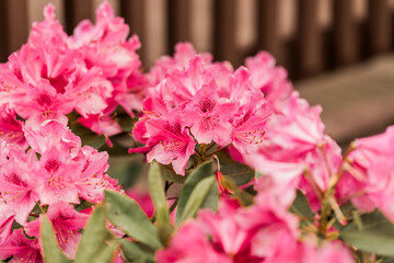 Beautiful bright pink azaleas flowering shrub belonging to the Rhododendron blooming in the summer