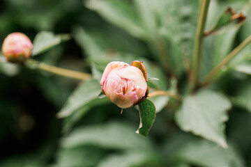 a bud of a peony growing in a garden