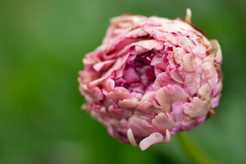 a closeup of a bright pink peony growing blooming in a garden