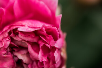 Closeup Beautiful Bright Pink Peony on a green background 
