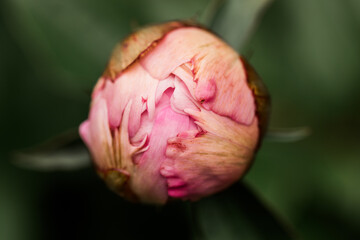 Closeup of a closed pink peony flower bud growing