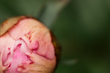a closeup of a bright beautiful pink peony flower bud in the corner of a green background